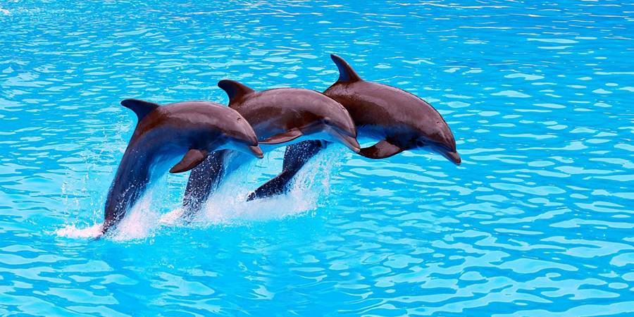 Delfintherapie in Side