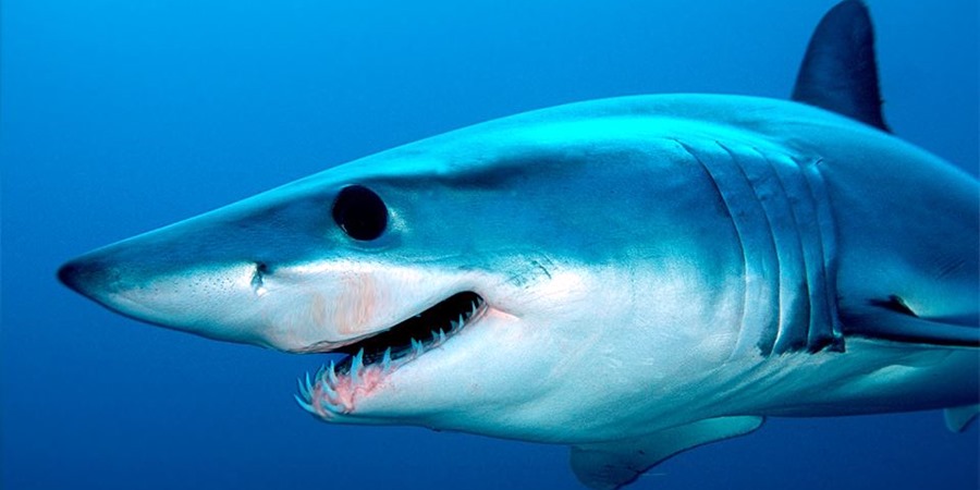 Aquarium-Tour von Side: Tauchen Sie ein in Antalyas Unterwasserwunder mit Side Tours